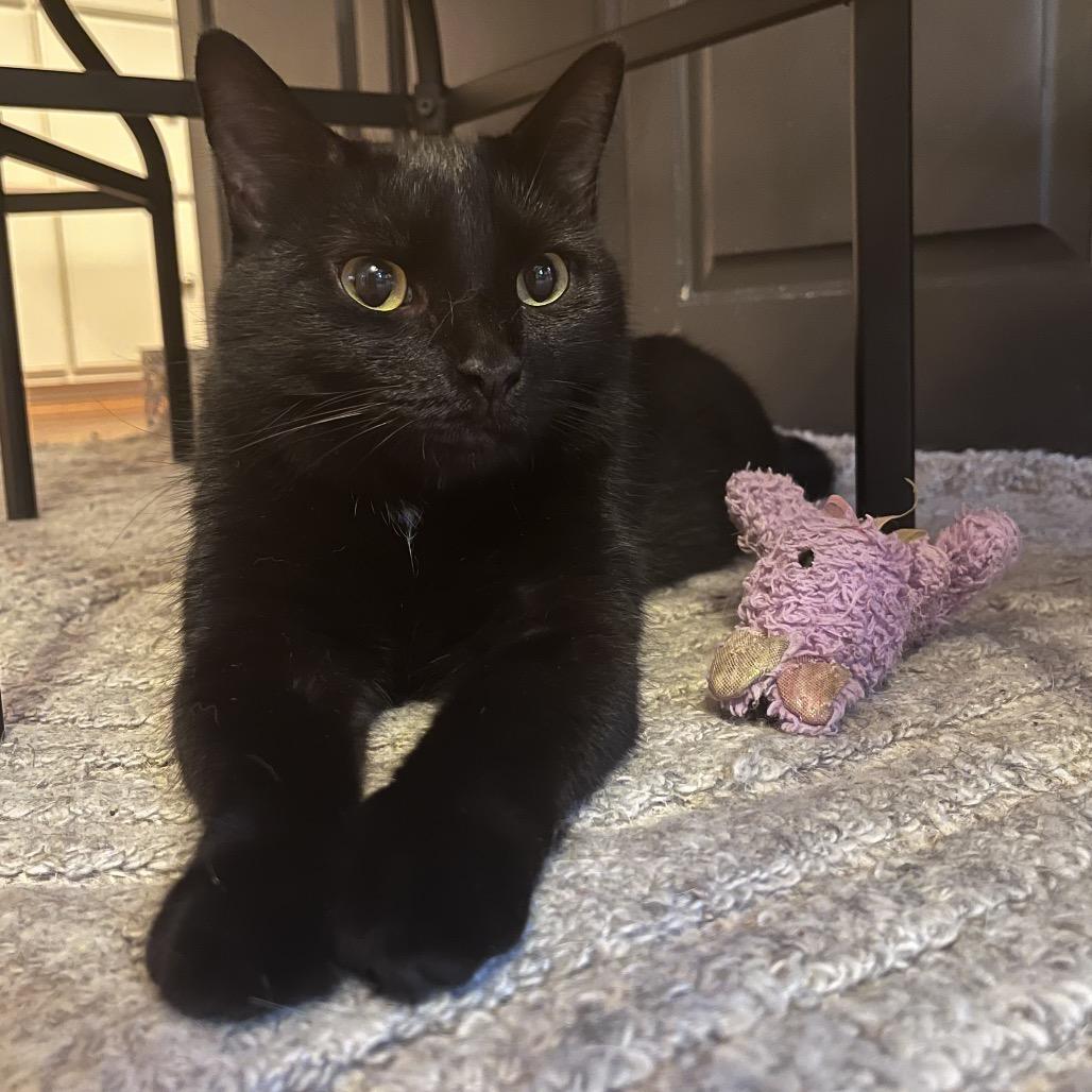 Hallie, Adoptable, Adult Female Domestic Short Hair.