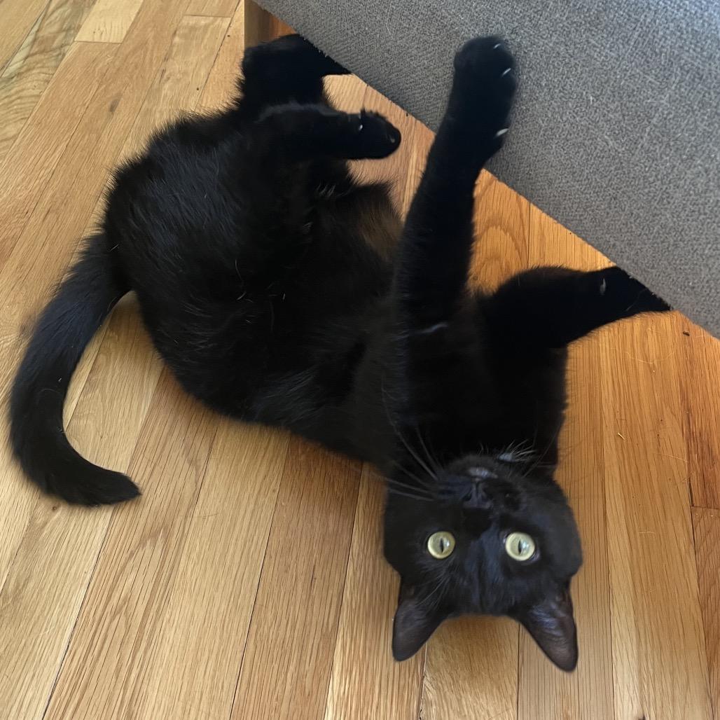 Enlarge Hallie, a Adoptable Domestic Short Hair in La Grange, KY image 2/5