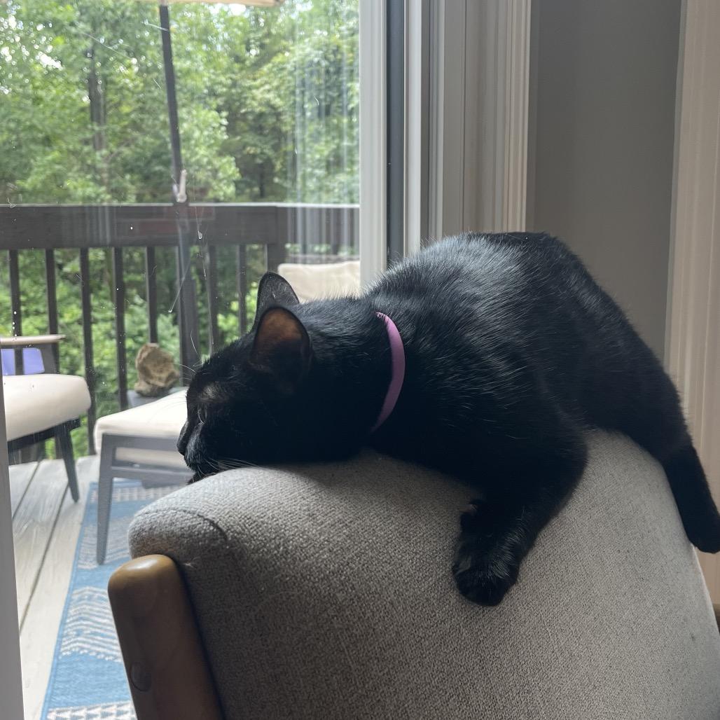 Enlarge Hallie, a Adoptable Domestic Short Hair in La Grange, KY image 4/5