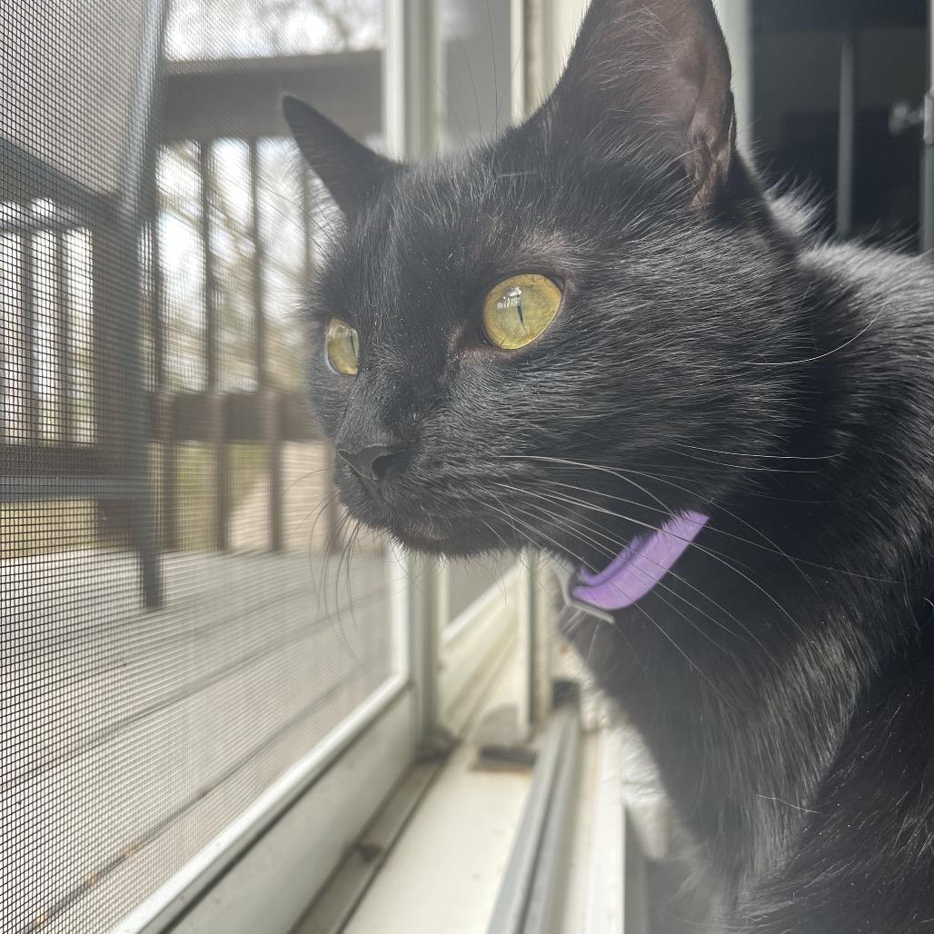 Enlarge Hallie, a Adoptable Domestic Short Hair in La Grange, KY image 5/5