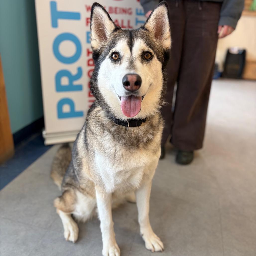 Enlarge Jaynie, a Adoptable Husky in Morrisville, VT image 3/5