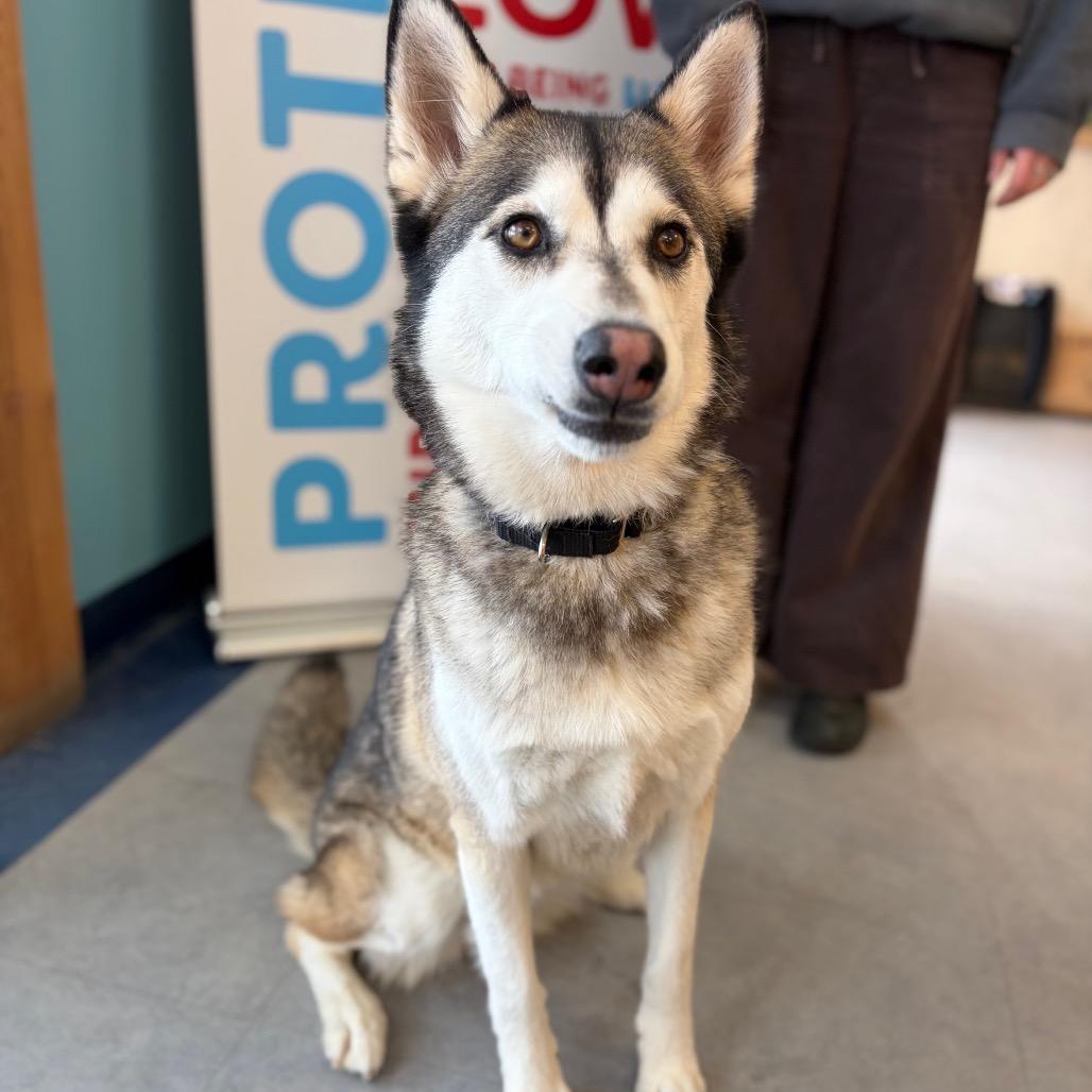 Enlarge Jaynie, a Adoptable Husky in Morrisville, VT image 4/5