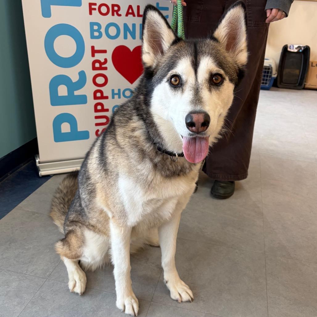 Enlarge Jaynie, a Adoptable Husky in Morrisville, VT image 5/5