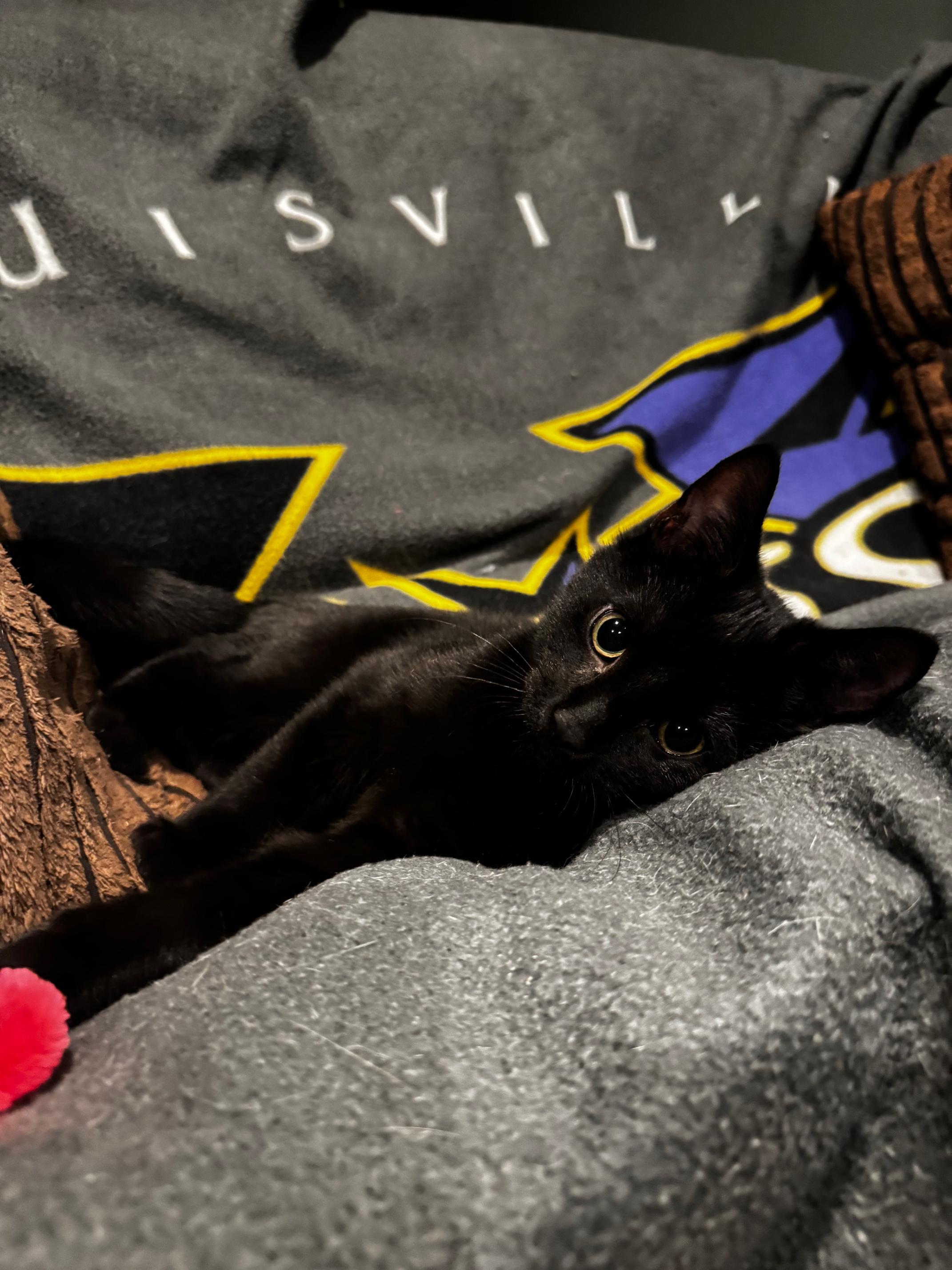 T'Challa, adopted, Kitten Male Domestic Short Hair.