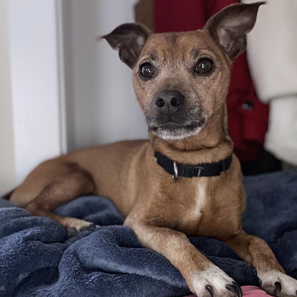 Emmett, Adoptable, Senior Male Chihuahua & Miniature Pinscher.