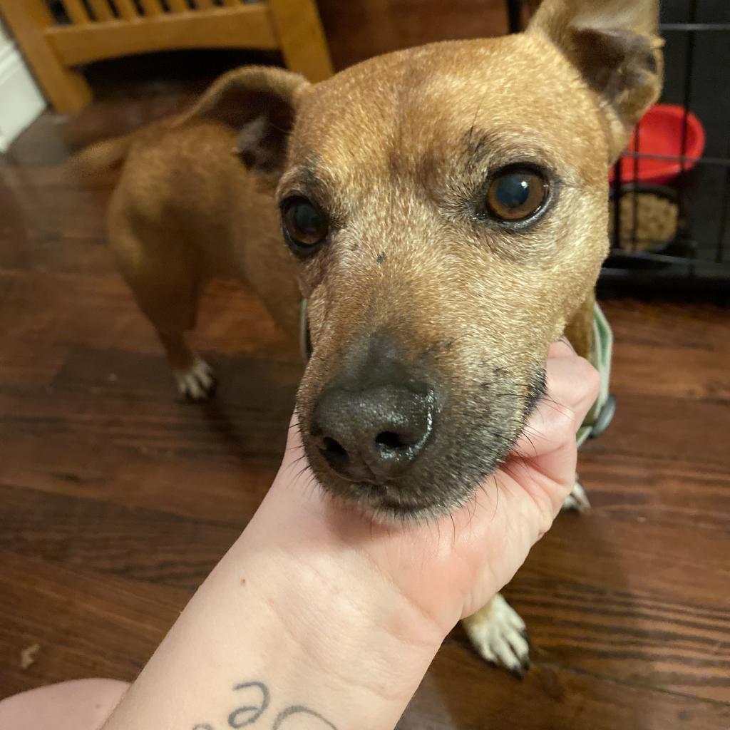 Enlarge Emmett, a Adoptable mixed breed in Sinking Spring, PA image 2/5