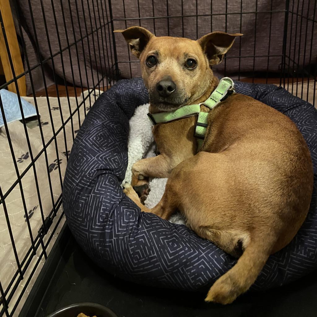 Enlarge Emmett, a Adoptable mixed breed in Sinking Spring, PA image 3/5