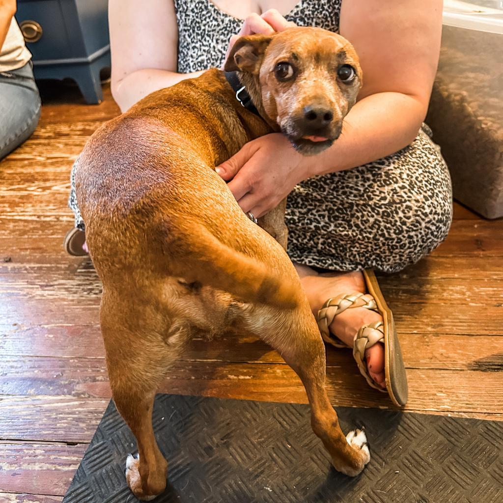 Enlarge Emmett, a Adoptable mixed breed in Sinking Spring, PA image 4/5