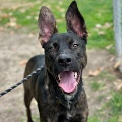 Biggie, Adoptable, Young Male Dutch Shepherd & Mixed Breed.