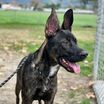 Biggie, Adoptable, Adult Male Dutch Shepherd & Mixed Breed.