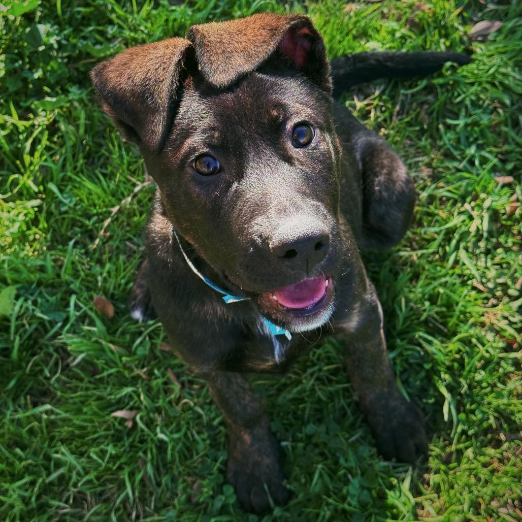 Biggie, Adoptable, Adult Male Dutch Shepherd & Mixed Breed.
