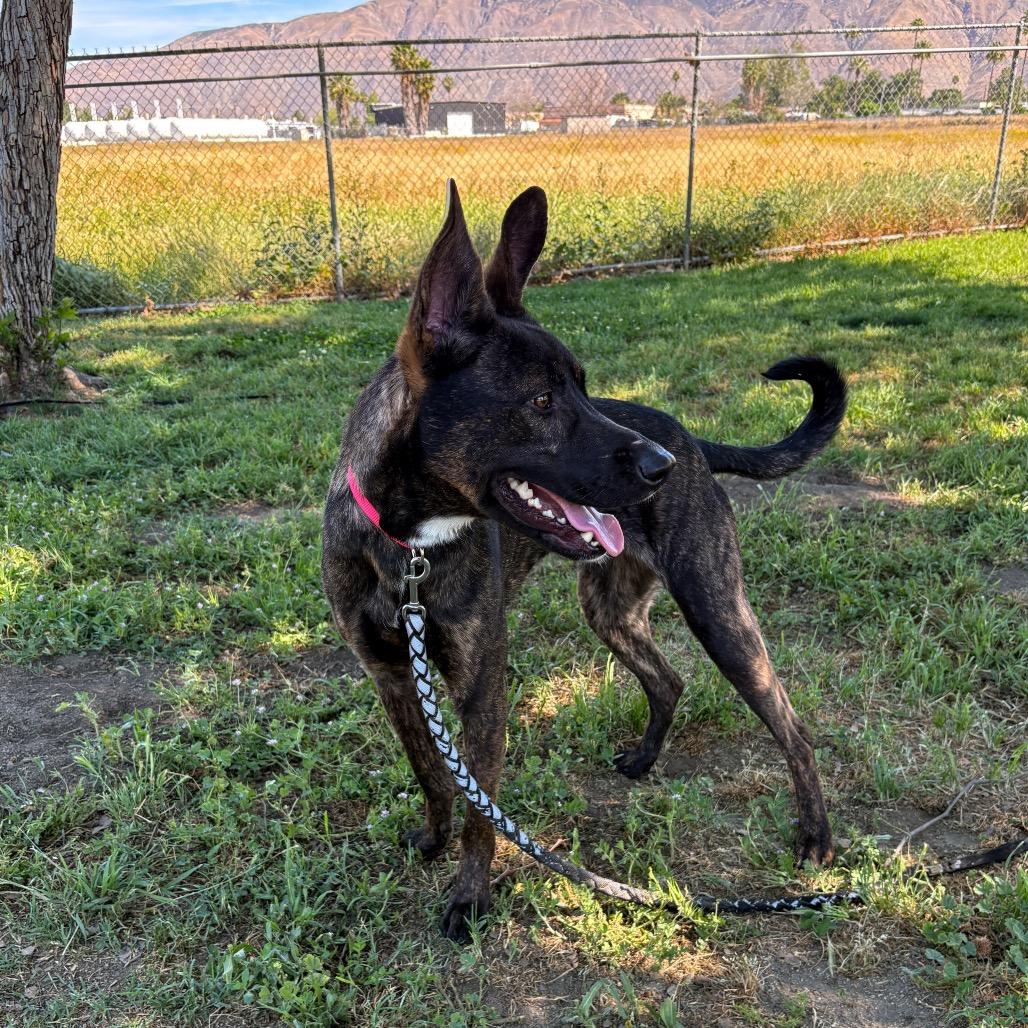 Enlarge Biggie, a Adoptable mixed breed in San Jacinto, CA image 1/6