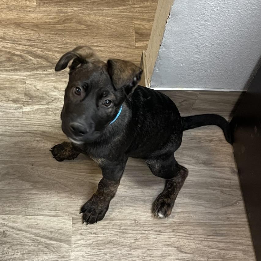 Biggie, Adoptable, Young Male Dutch Shepherd & Mixed Breed.