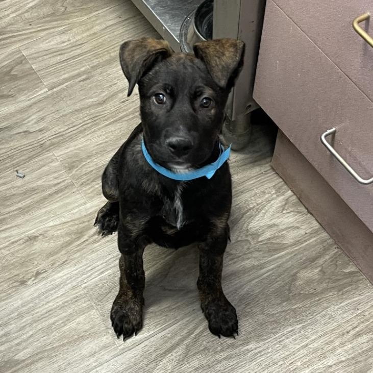 Biggie, a Adoptable mixed breed in San Jacinto, CA image 2/6