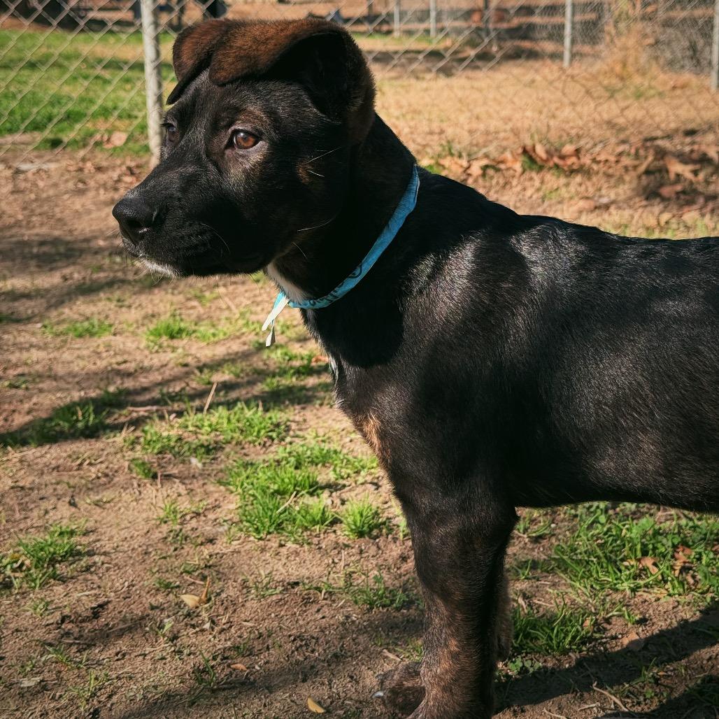 Biggie, a Adoptable mixed breed in San Jacinto, CA image 3/6
