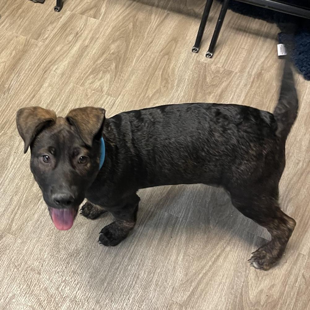 Biggie, a Adoptable mixed breed in San Jacinto, CA image 4/6