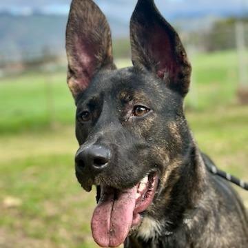 Enlarge Biggie, a Adoptable mixed breed in San Jacinto, CA image 5/6