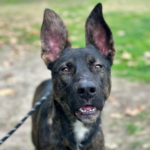 Biggie, a Adoptable mixed breed in San Jacinto, CA image 6/6
