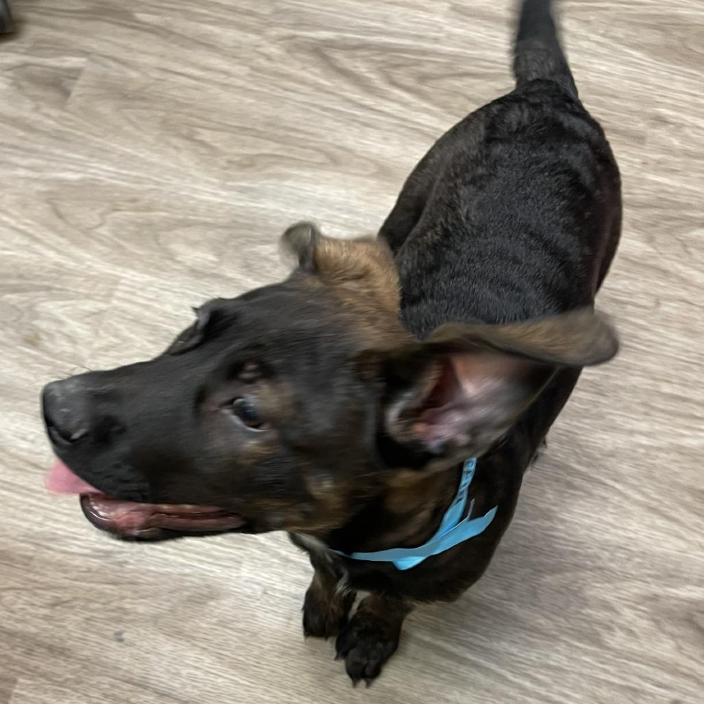 Biggie, a Adoptable mixed breed in San Jacinto, CA image 5/6