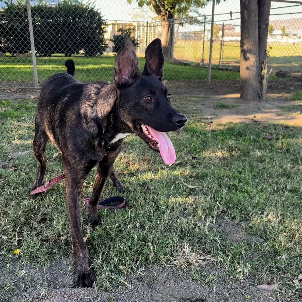 Biggie, a Adoptable mixed breed in San Jacinto, CA image 6/6