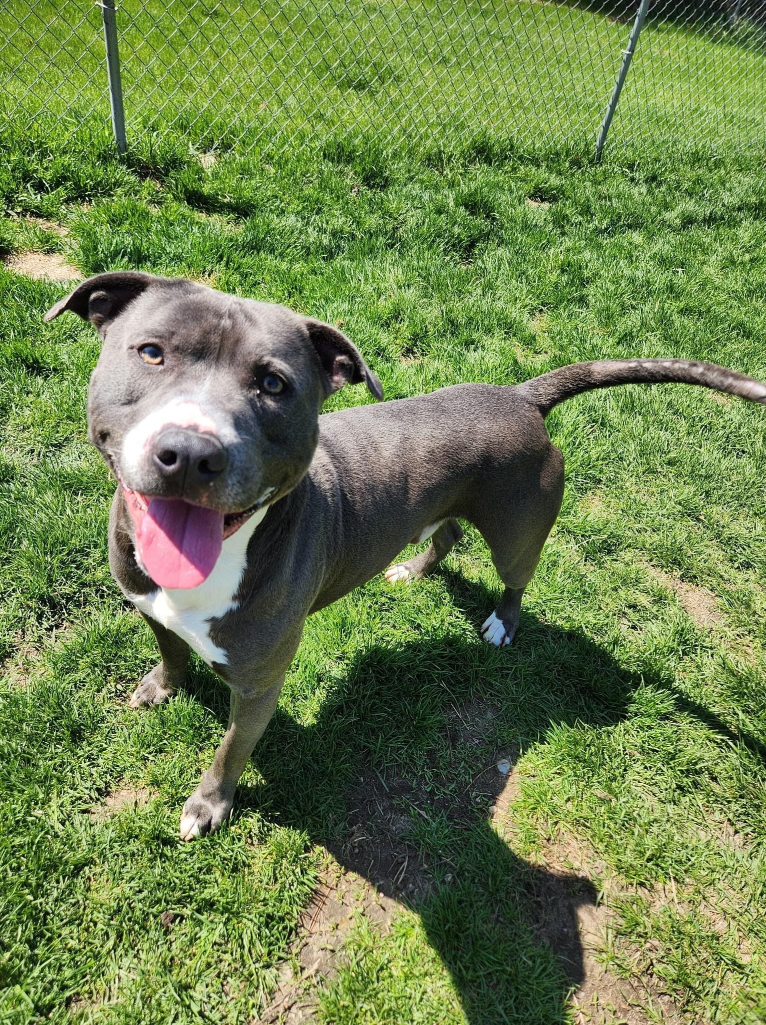 Ram, Adoptable, Adult Male American Staffordshire Terrier.