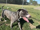 Ram, Adoptable, Adult Male American Staffordshire Terrier.