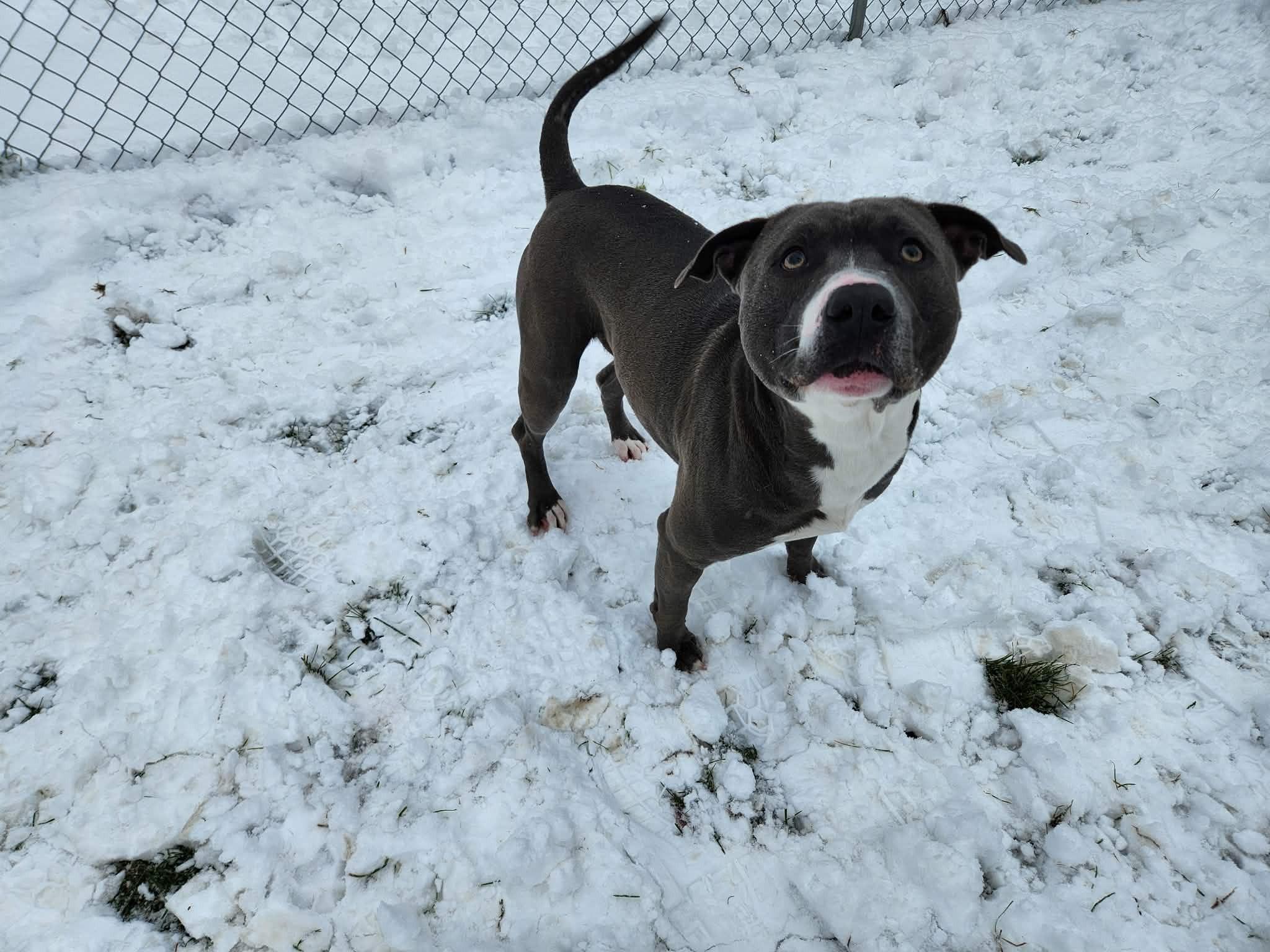 Enlarge Ram, a Adoptable mixed breed in Caro, MI image 3/4