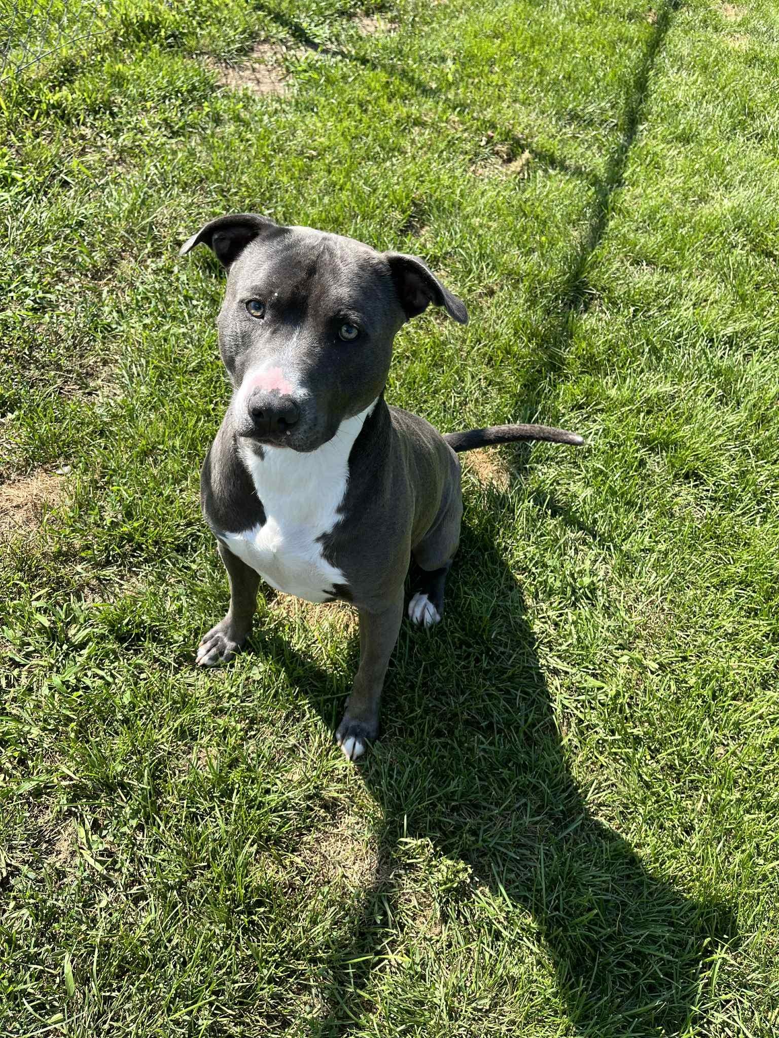 Enlarge Ram, a Adoptable mixed breed in Caro, MI image 2/2