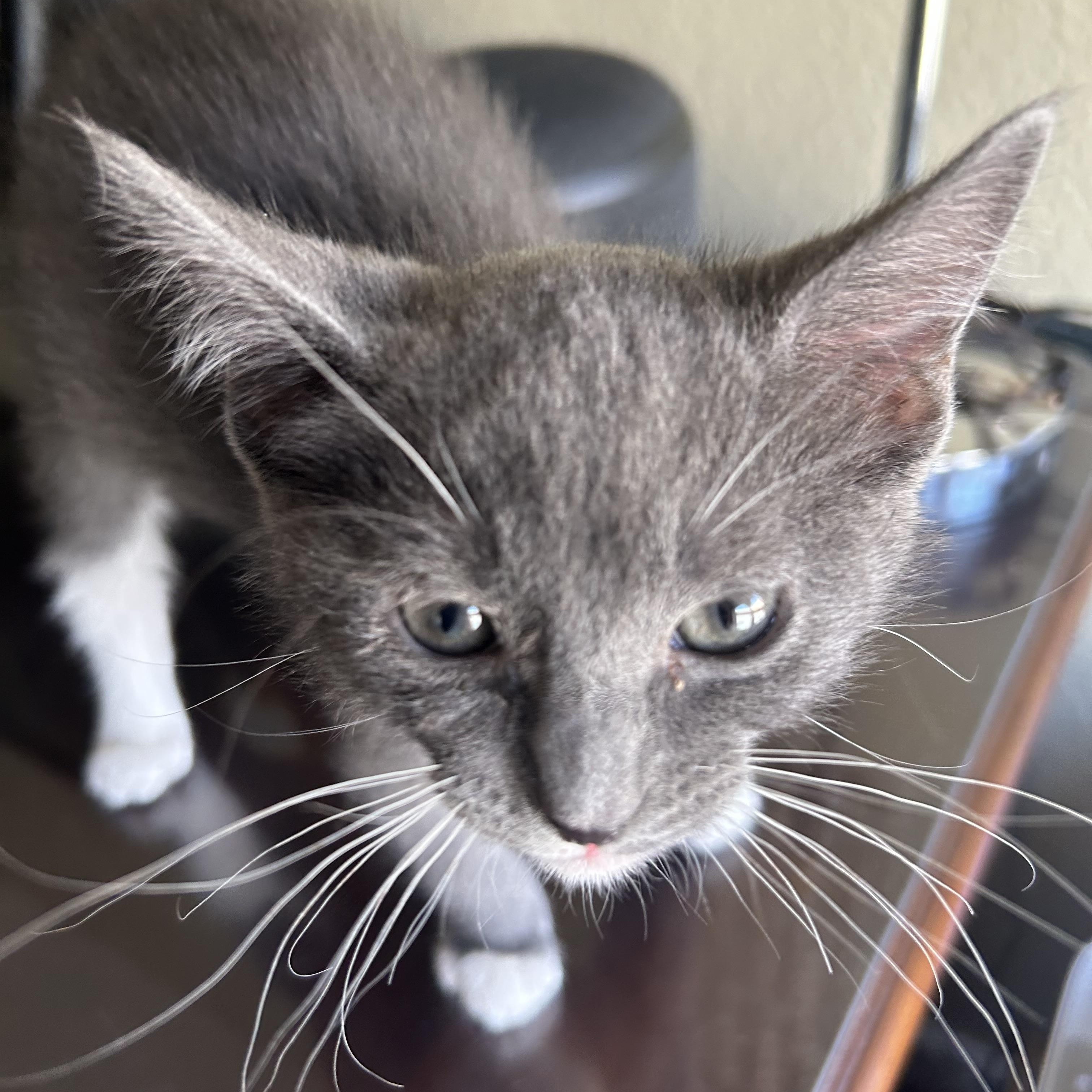 Enlarge Madi, a Adopted Domestic Short Hair in Phoenix, AZ image 1/3