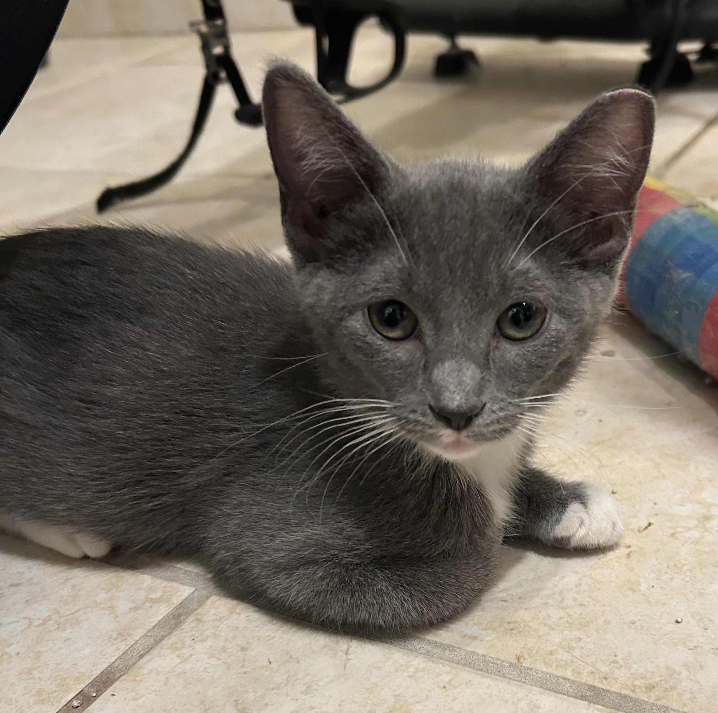 Enlarge Madi, a Adopted Domestic Short Hair in Phoenix, AZ image 2/3