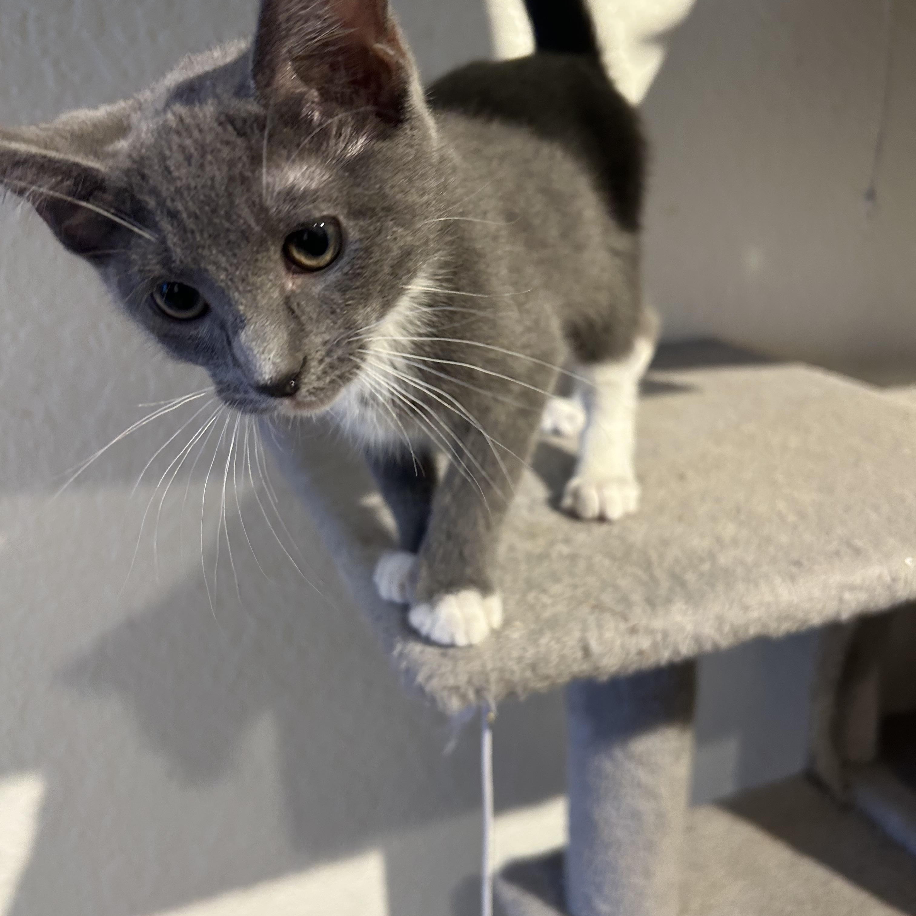 Enlarge Madi, a Adopted Domestic Short Hair in Phoenix, AZ image 3/3