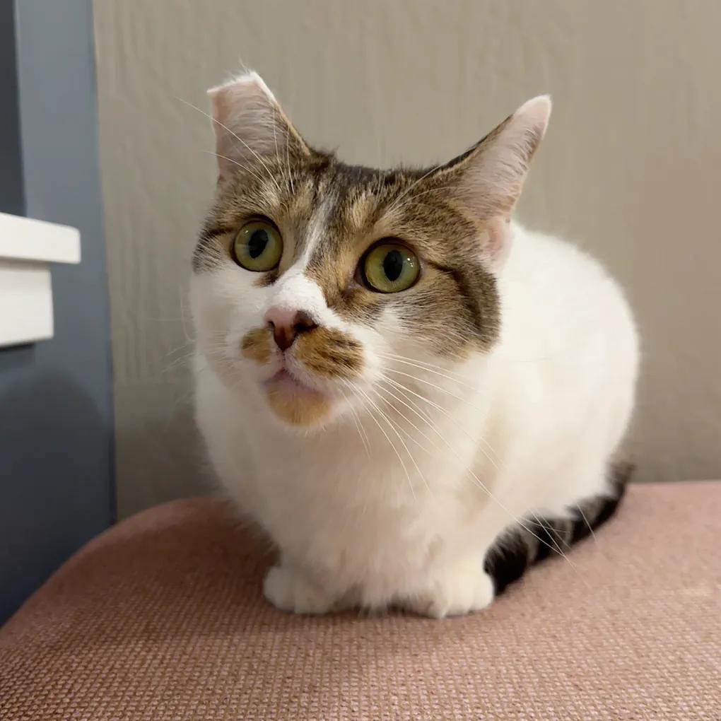 Lucy, Adopted, Adult Female Domestic Short Hair.