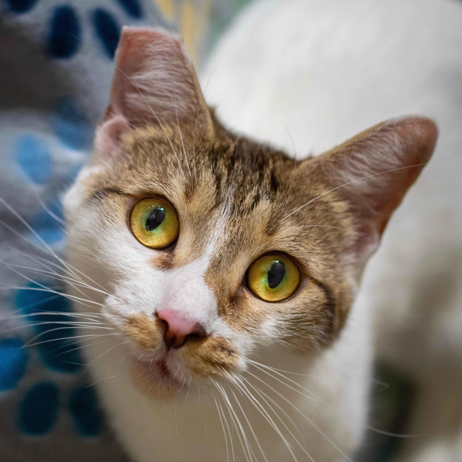 Lucy, a Adopted Domestic Short Hair in San Jose, CA image 2/3