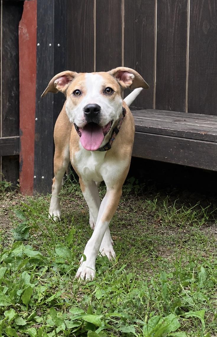 Sparrow, adoptable, Young Female American Staffordshire Terrier & Hound.