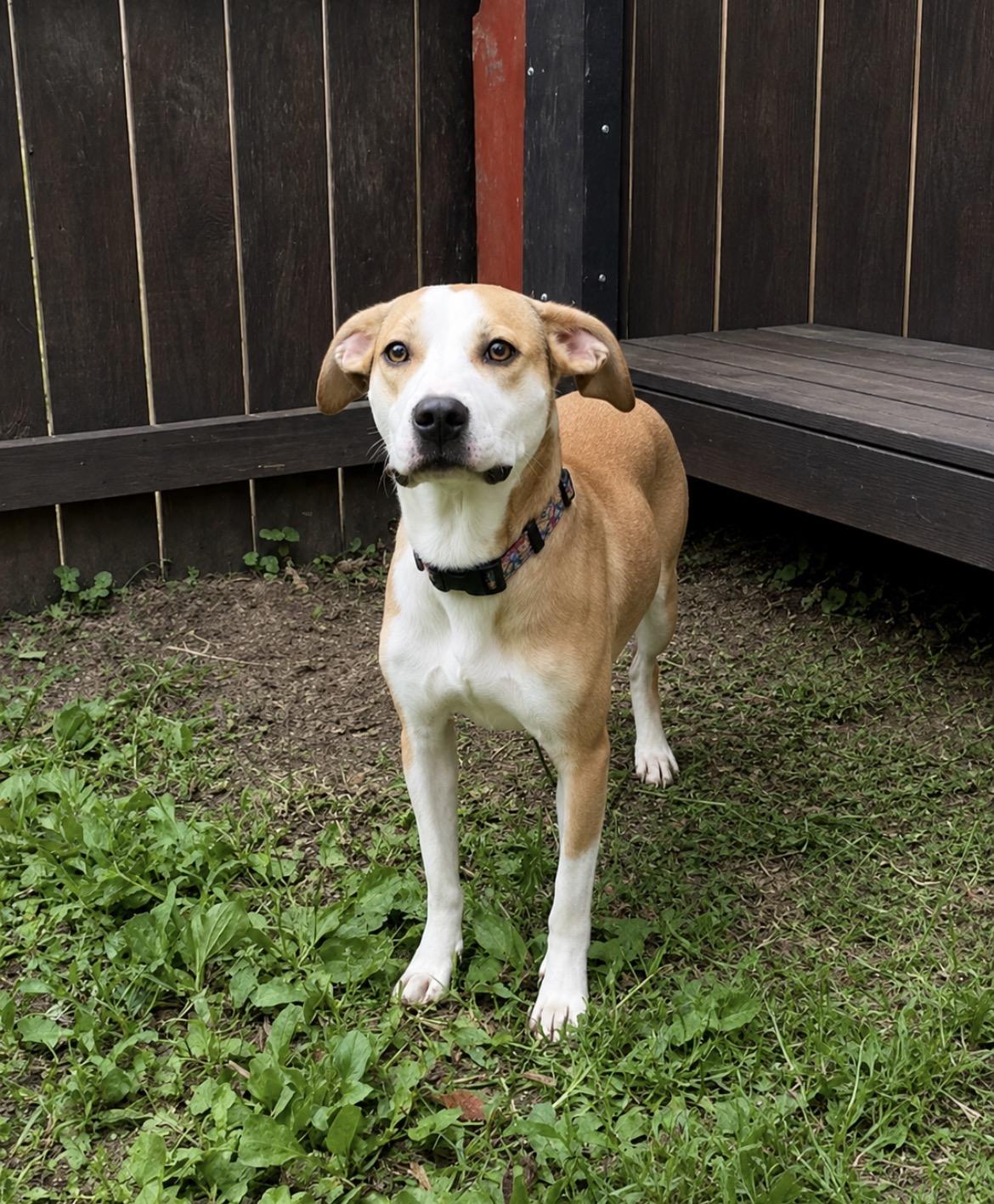 Enlarge Sparrow, an adoptable mixed breed in Fairfax, VA image 3/5