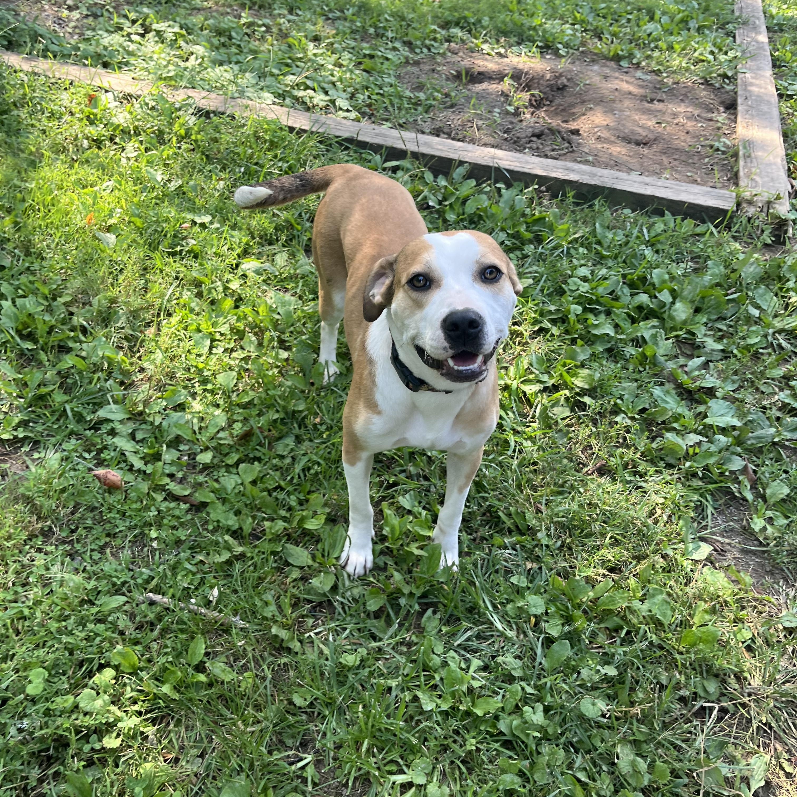 Enlarge Sparrow, an adoptable mixed breed in Fairfax, VA image 5/5