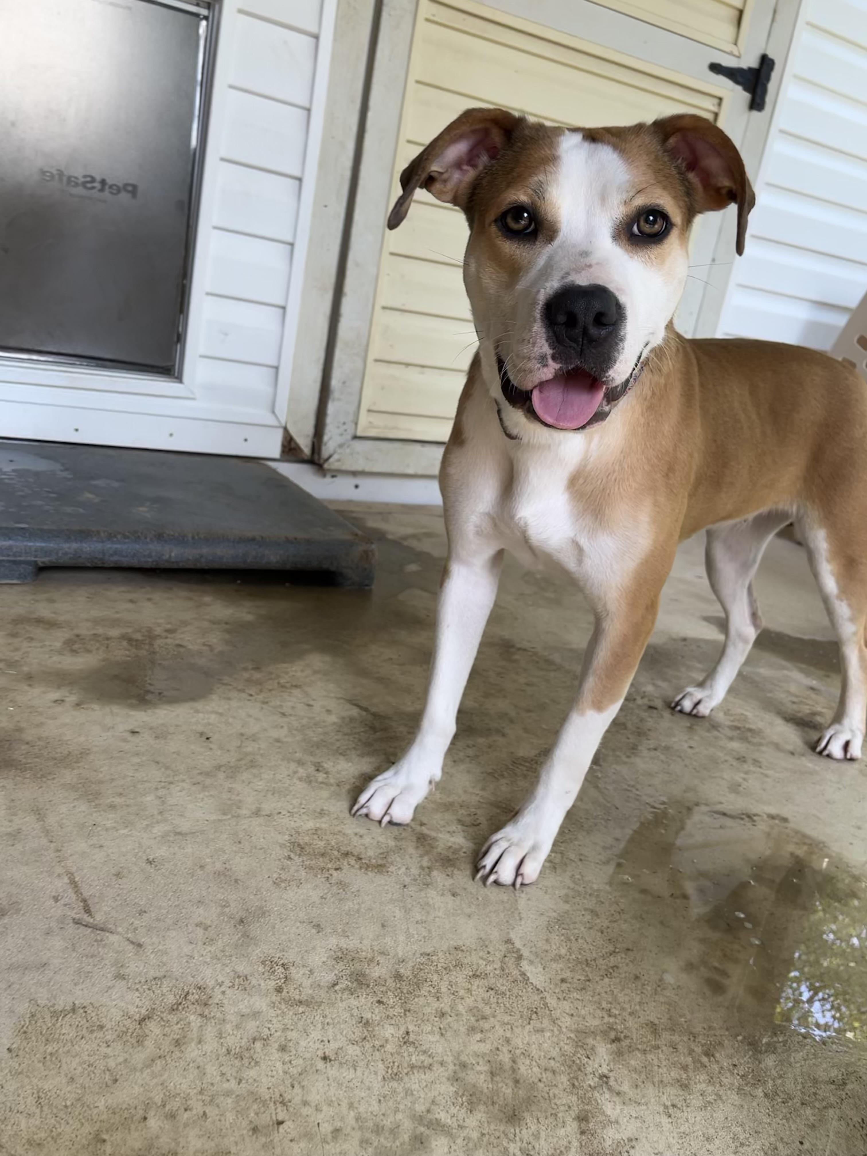 Enlarge Sparrow, an adoptable mixed breed in Fairfax, VA image 4/5