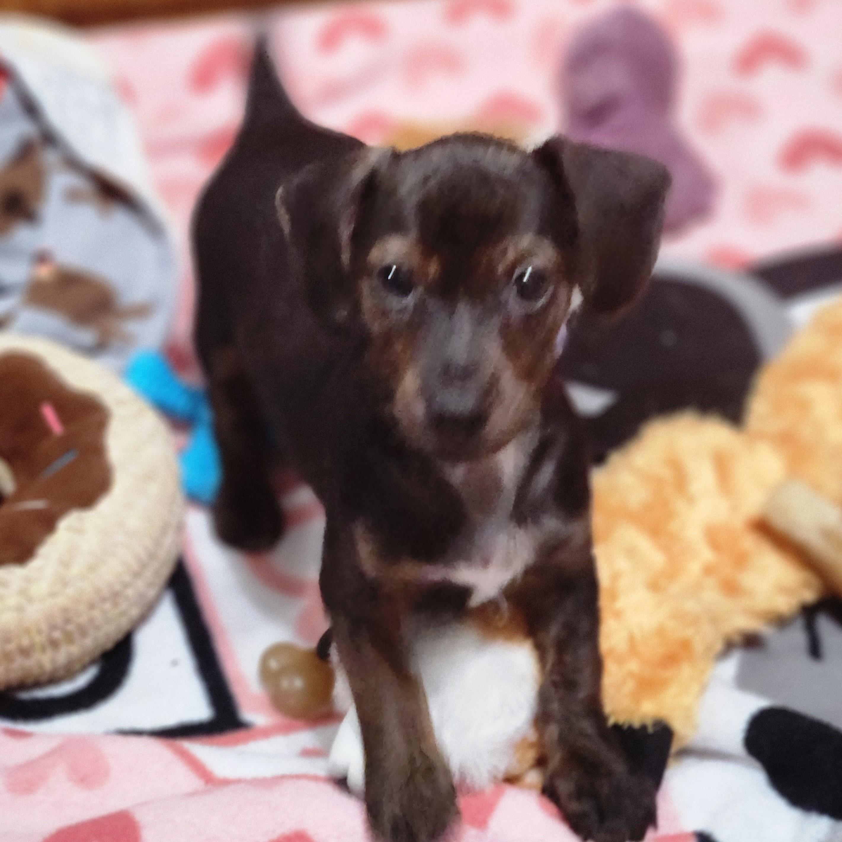 Zippo, a ADOPTABLE mixed breed in DUMONT, IA image 4/6