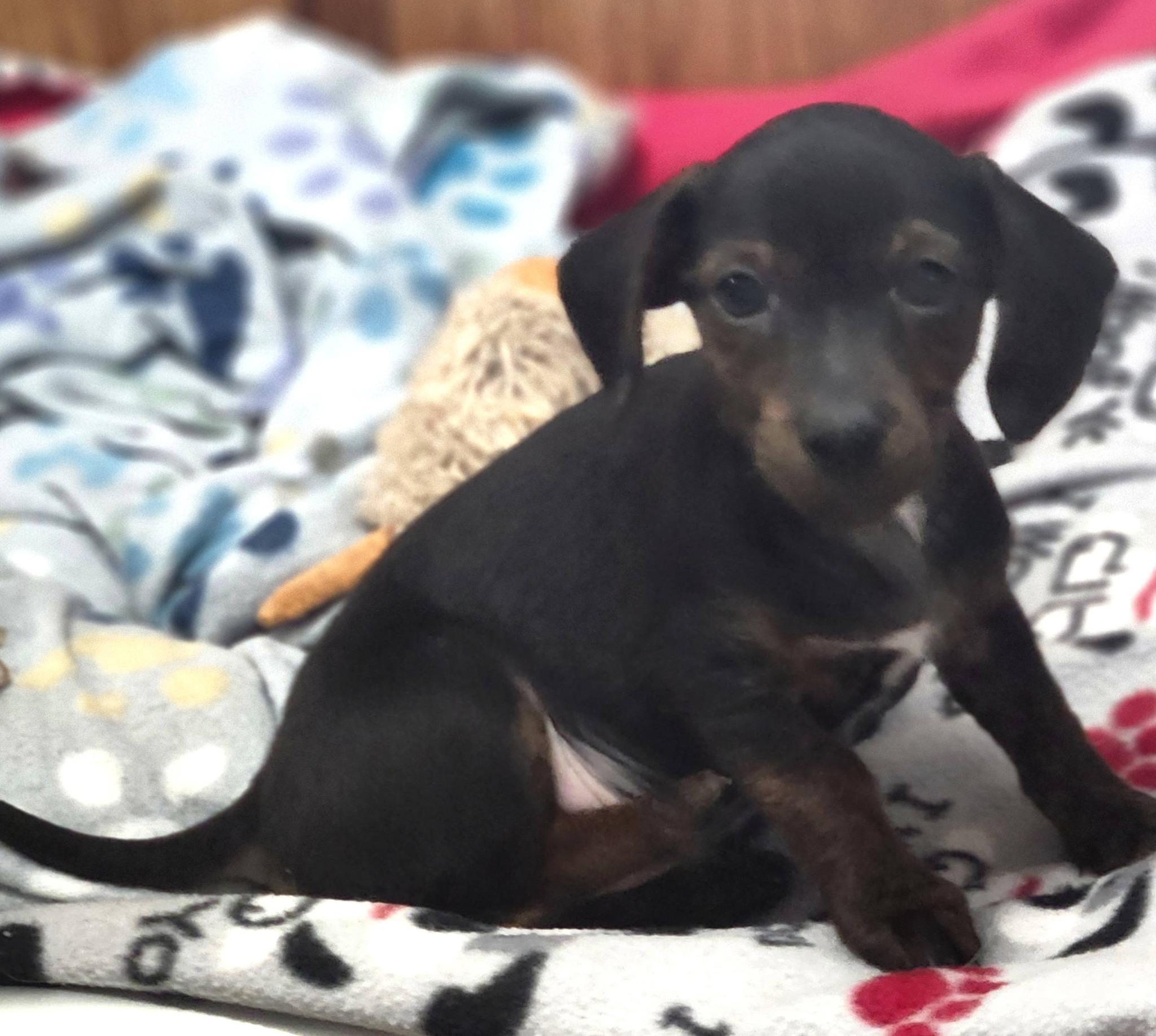 Zippo, a ADOPTABLE mixed breed in DUMONT, IA image 5/6
