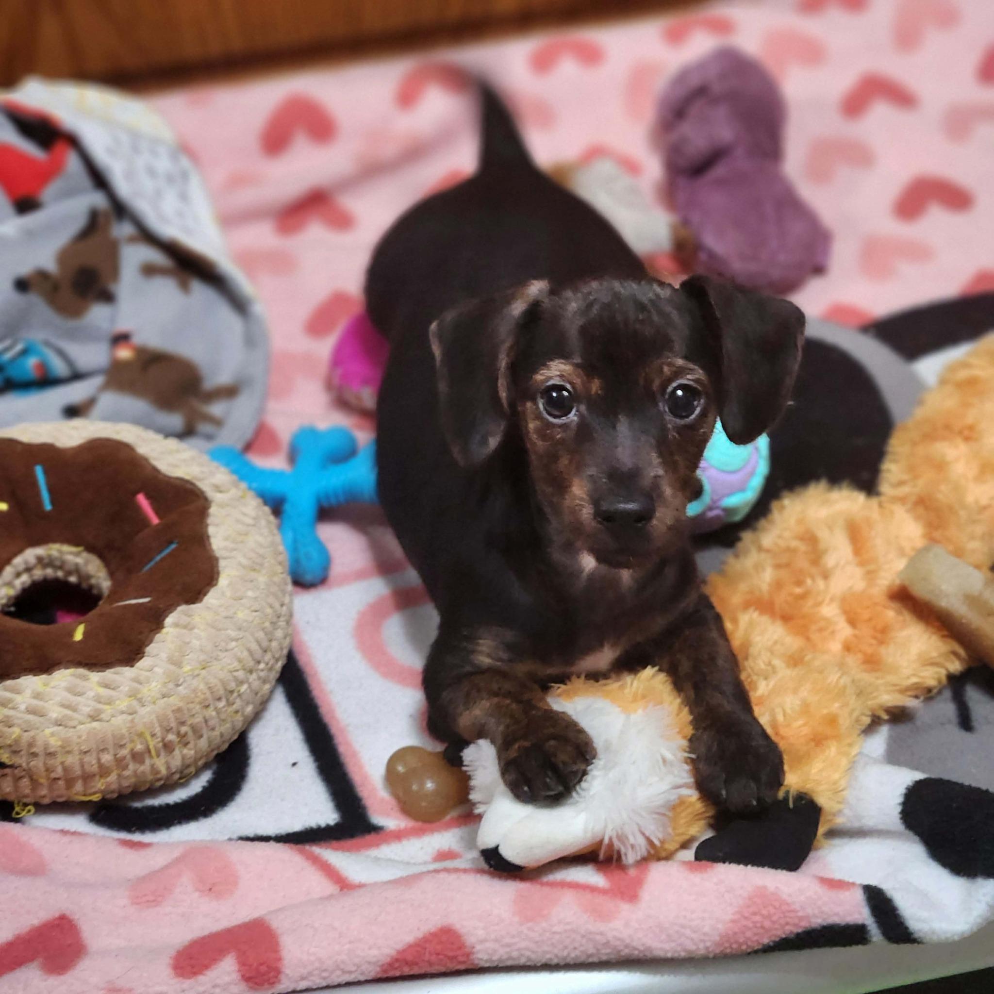Zippo, a ADOPTABLE mixed breed in DUMONT, IA image 2/6