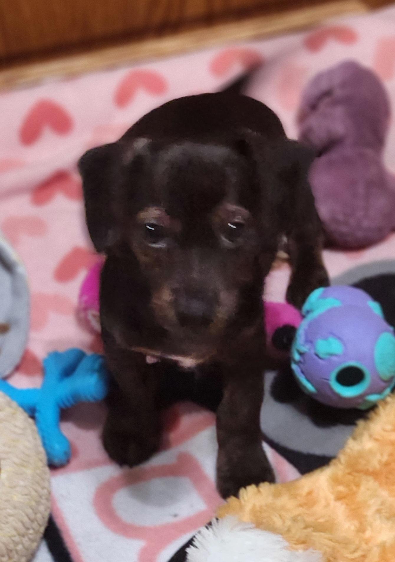 Zippo, a ADOPTABLE mixed breed in DUMONT, IA image 3/6