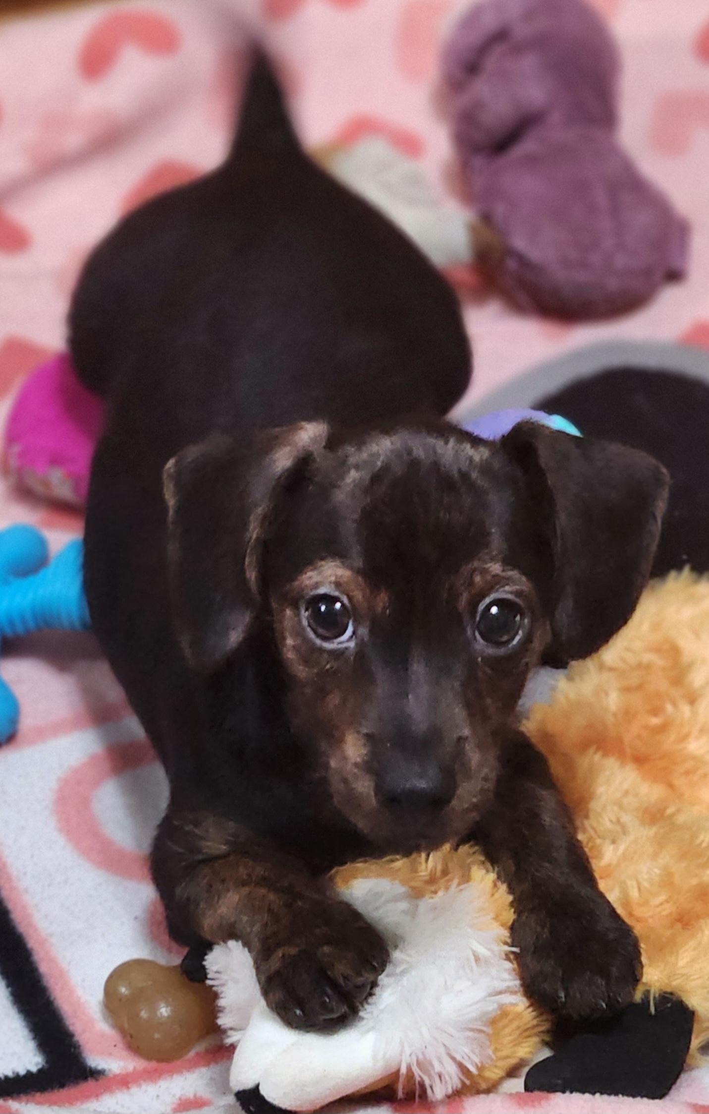Zippo, a ADOPTABLE mixed breed in DUMONT, IA image 1/6