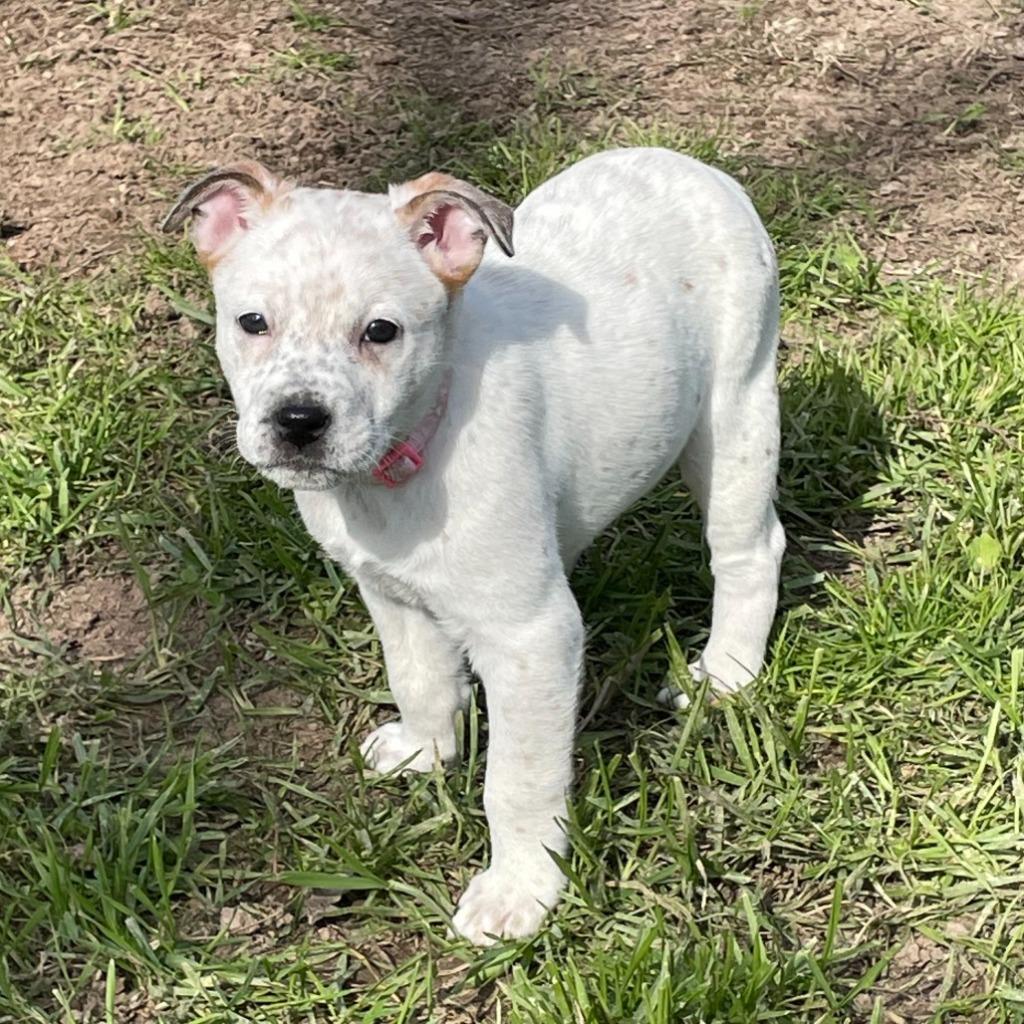 Enlarge Pepita, a Adopted mixed breed in Hardeeville, SC image 1/1