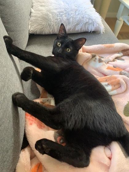 Flower, Adoptable, Young Female Domestic Short Hair & Domestic Short Hair.
