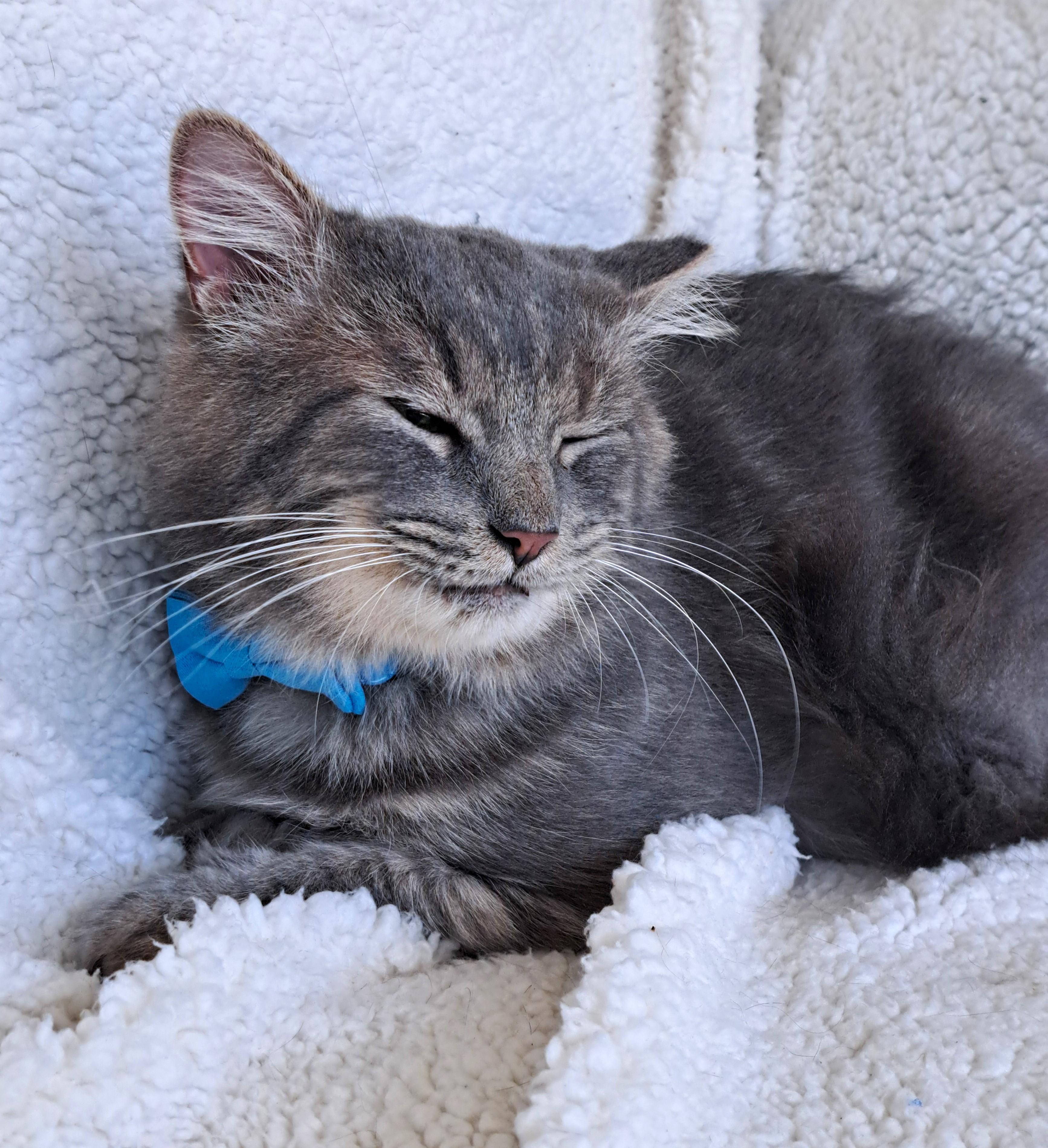 Enlarge Cupcake, a Adoptable Domestic Medium Hair in New Albany, OH image 3/6