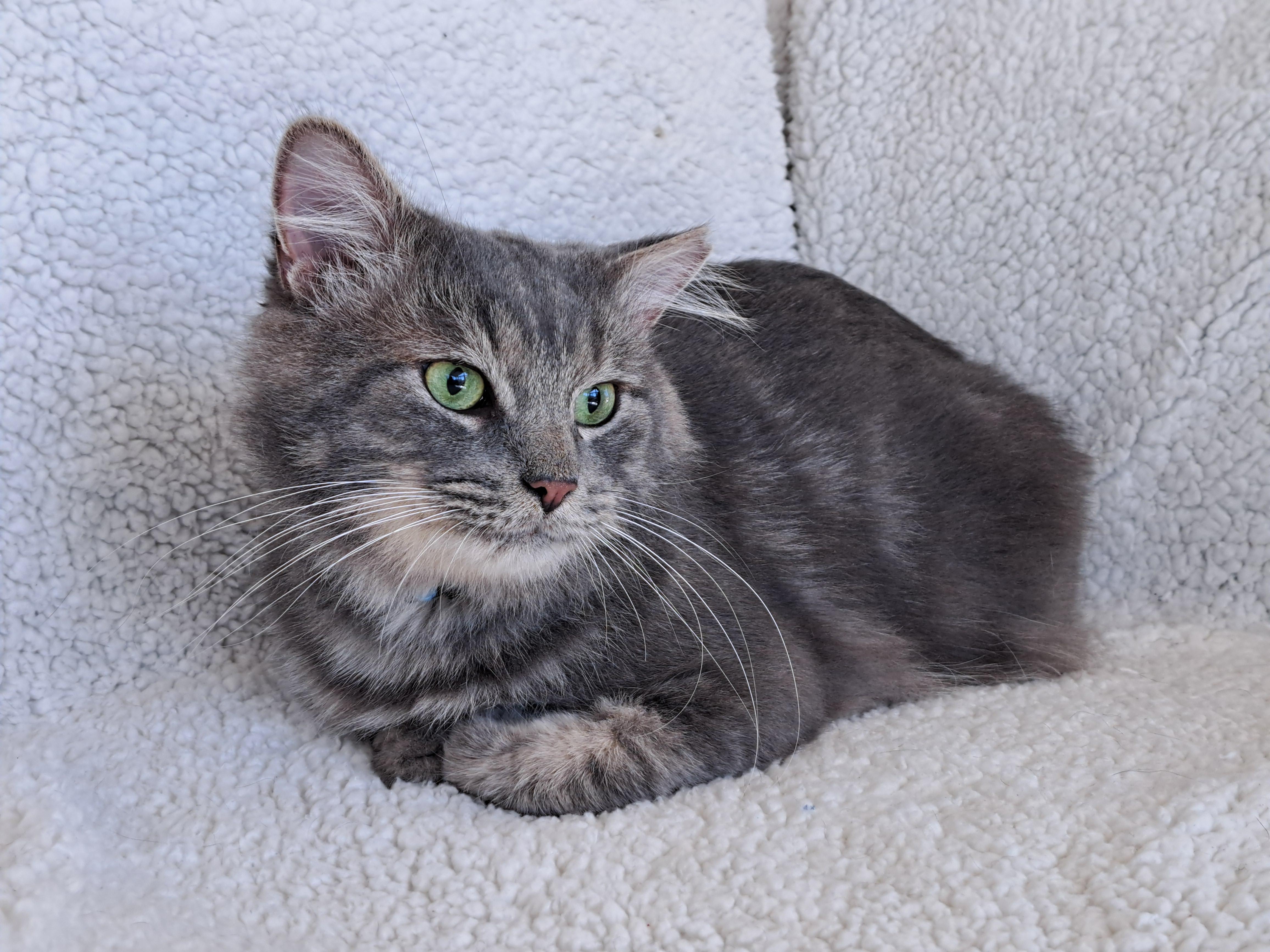 Enlarge Cupcake, a Adoptable Domestic Medium Hair in New Albany, OH image 6/6