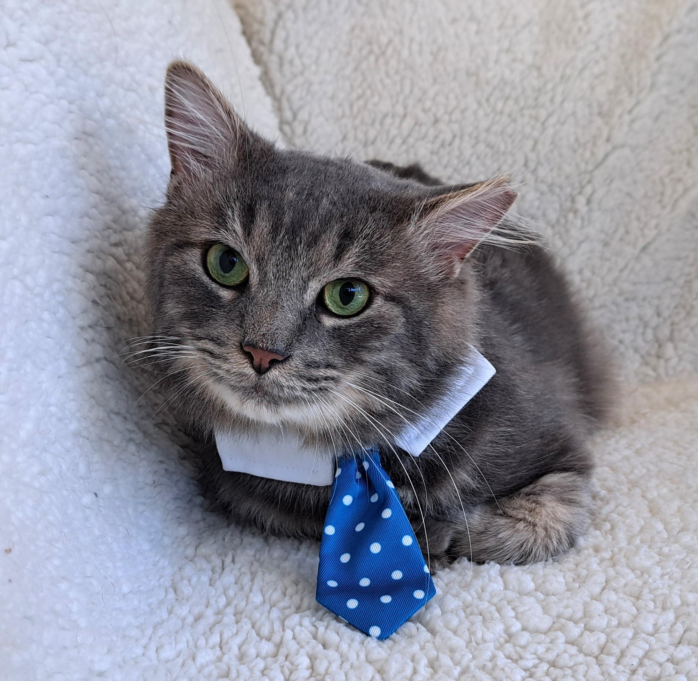 Enlarge Cupcake, a Adoptable Domestic Medium Hair in New Albany, OH image 5/6