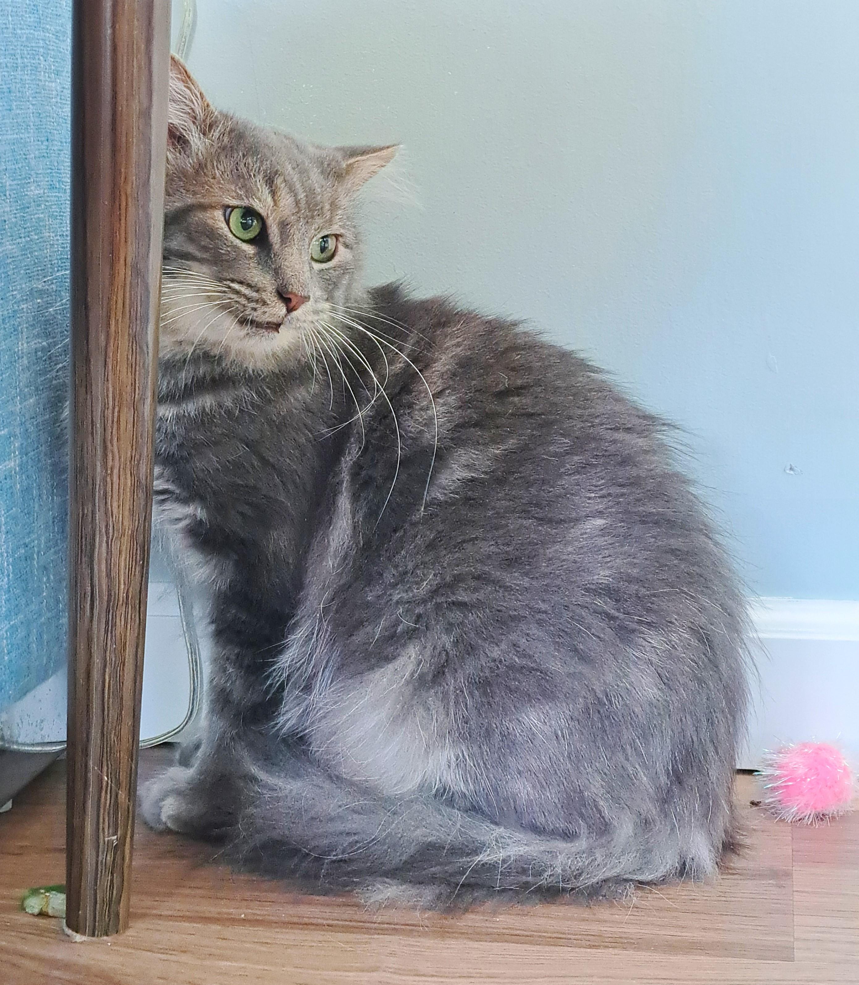 Enlarge Cupcake, a Adoptable Domestic Medium Hair in New Albany, OH image 4/6