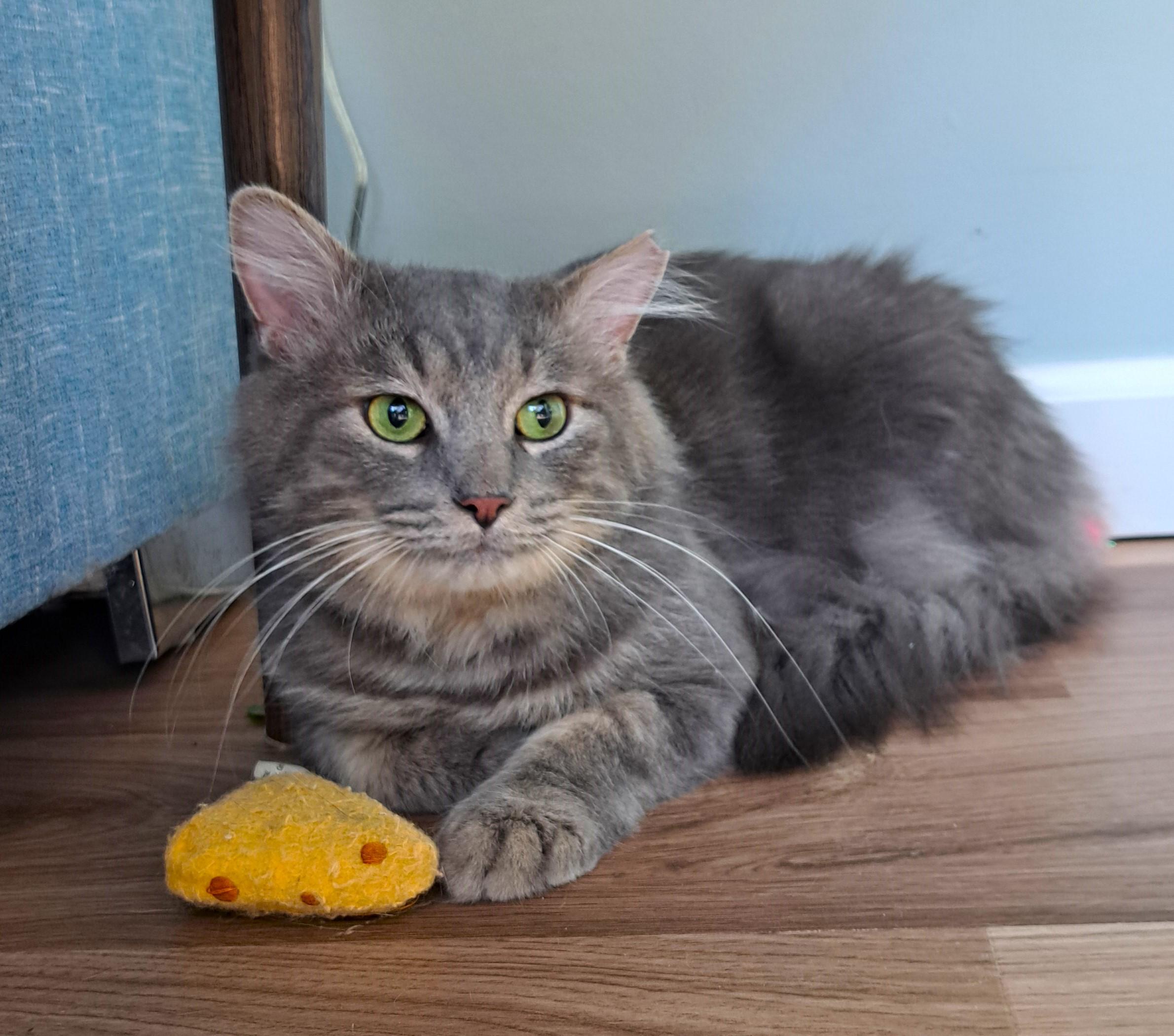 Enlarge Cupcake, a Adoptable Domestic Medium Hair in New Albany, OH image 1/6