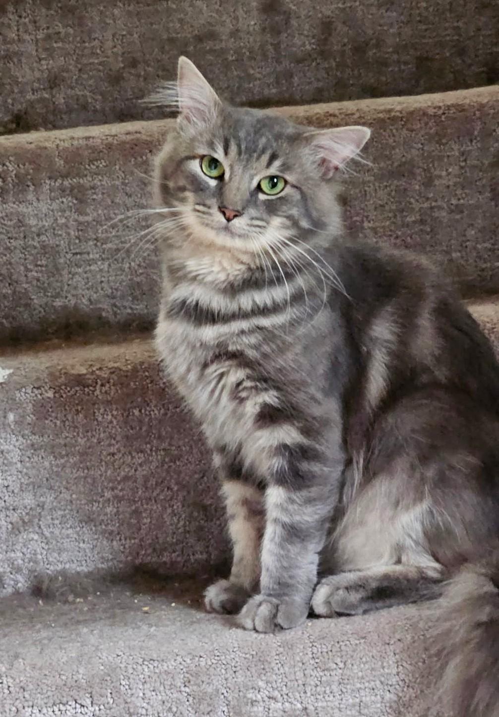 Enlarge Cupcake, a Adoptable Domestic Medium Hair in New Albany, OH image 2/6